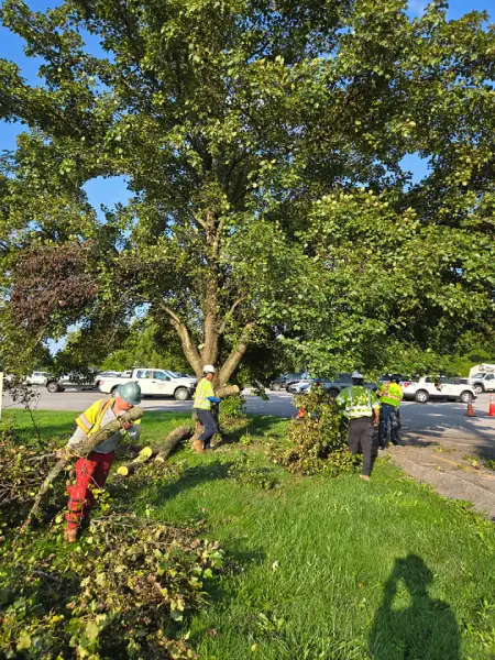 Reliable Tree Expert