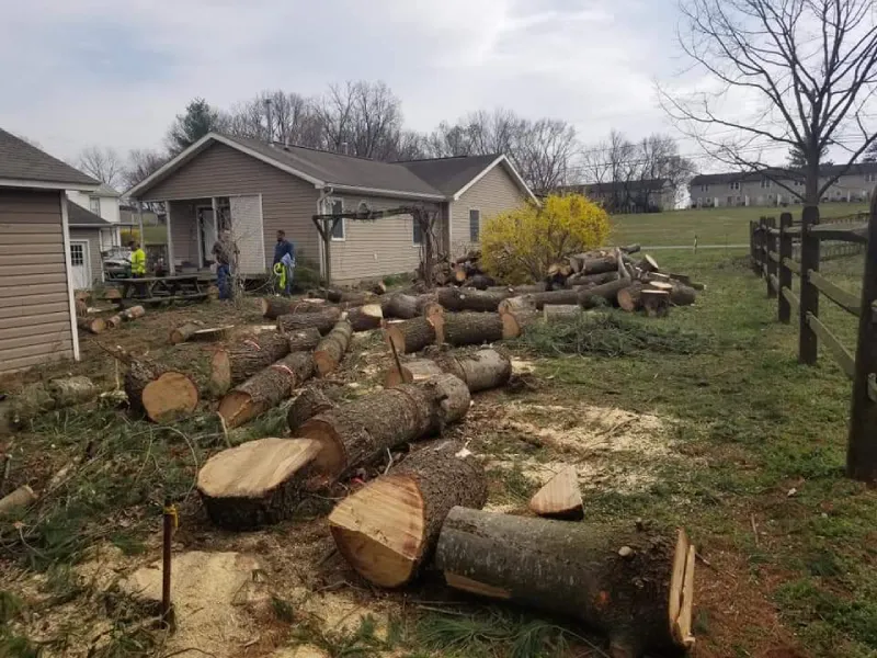 Reliable Tree Service