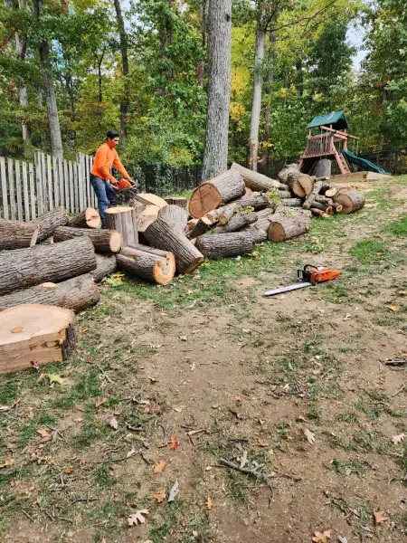 Tree Expert in Harrisonburg, VA Tree Expert in Harrisonburg, VA