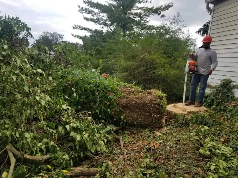 Tree Removal Service