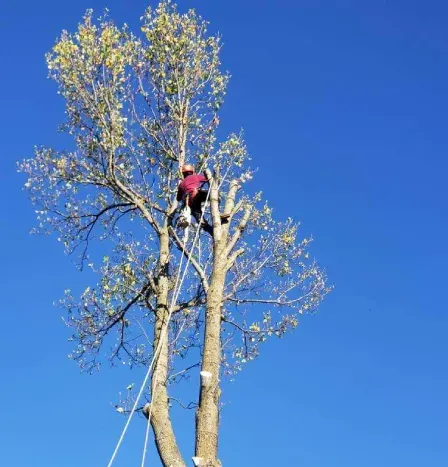 Tree Trimming