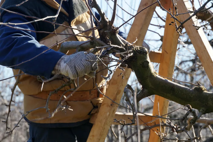 Experienced Tree Pruning Harrisonburg, VA