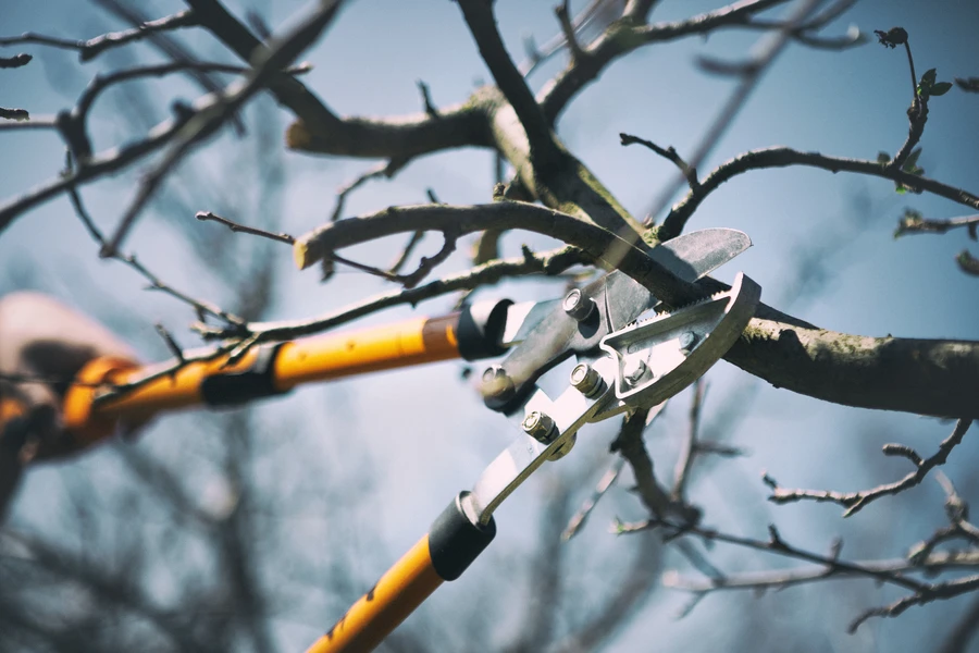 How To Identify The Right Time For Tree Pruning in Harrisonburg, VA