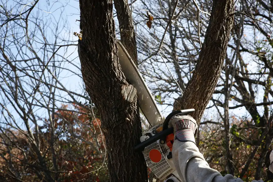 Key Benefits Of Hiring Licensed Tree Removal Professionals Harrisonburg, VA