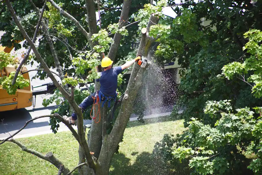 Key Benefits Of Hiring Licensed Tree Removal Professionals in Harrisonburg, VA