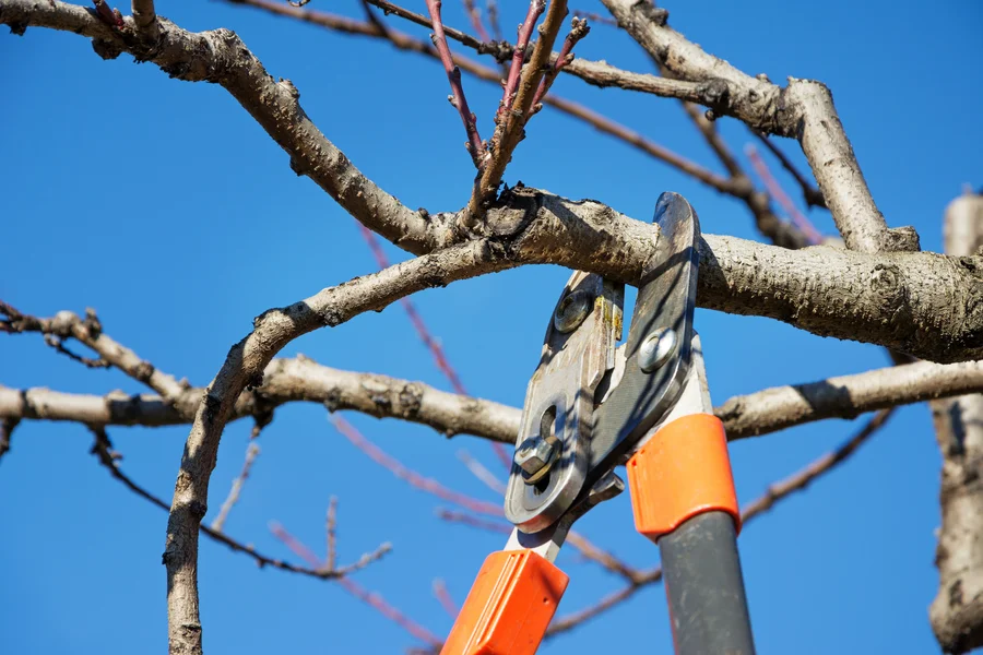 The Importance Of Regular Tree Pruning For Safety And Stability Harrisonburg, VA