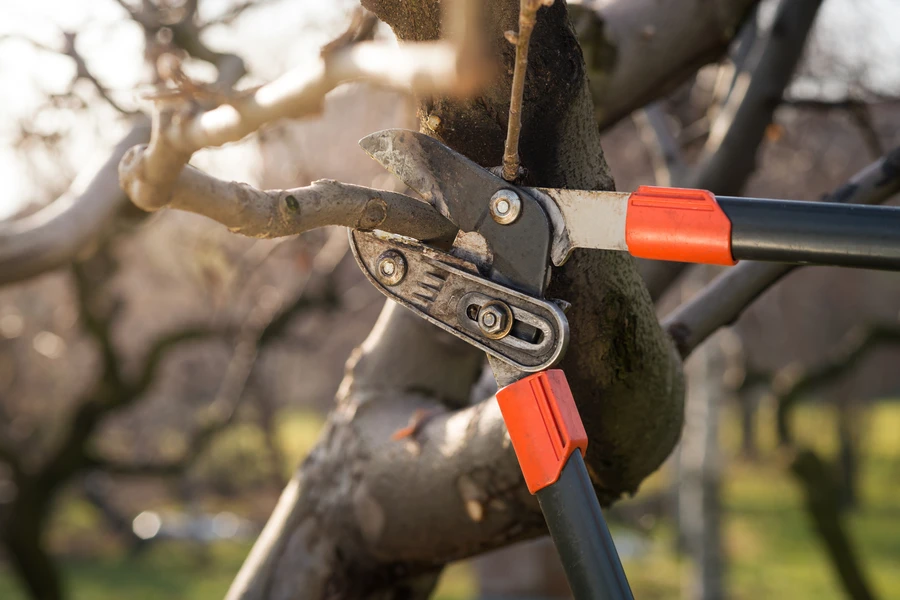 The Importance Of Regular Tree Pruning For Safety And Stability in Harrisonburg, VA