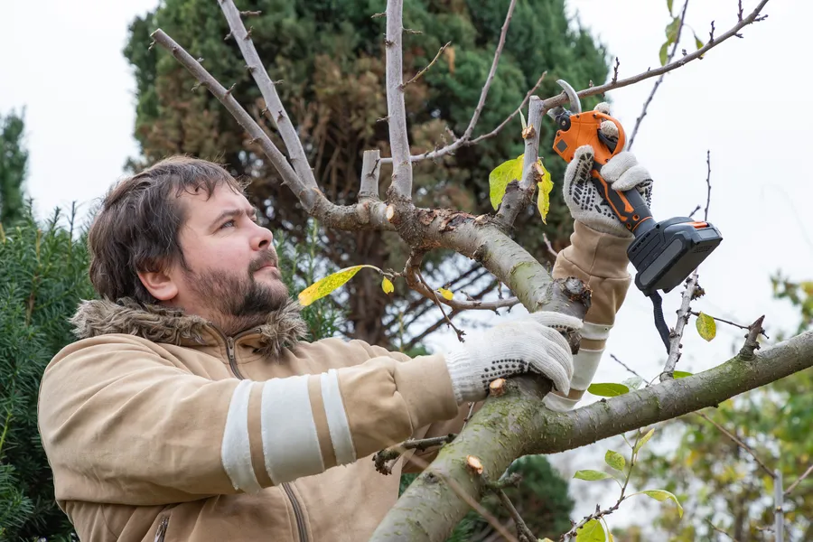 Top-rated Tree Pruning Harrisonburg, VA